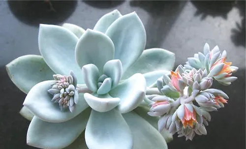 霜之朝的品种简介