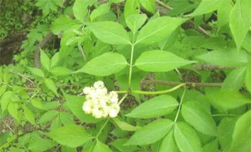 接骨木的栽培要点