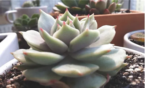 露娜莲的品种简介