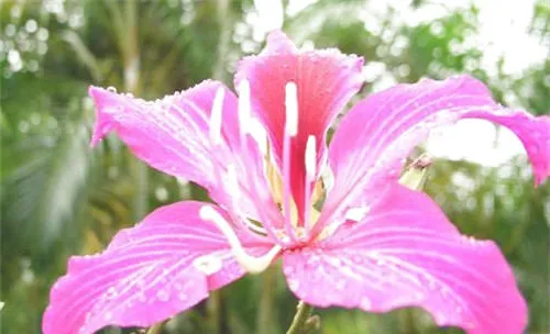 红花羊蹄甲的栽培方法