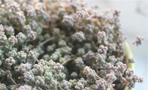 姬星美人的栽种要点
