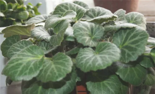 虎耳草的四季栽培要点