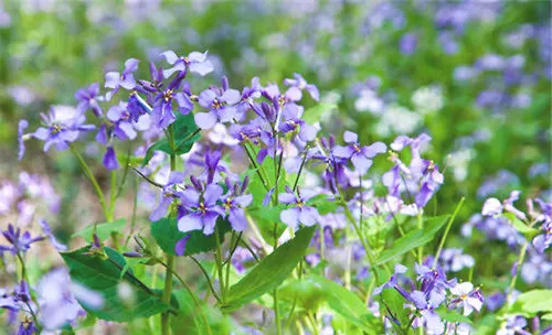 紫罗兰切花的栽培要点