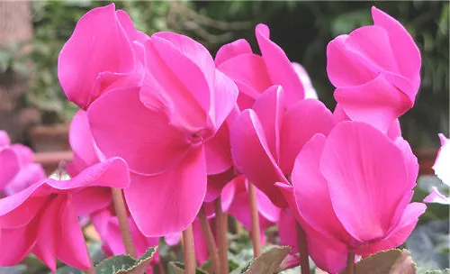 不同花卉对土壤酸碱的要求介绍