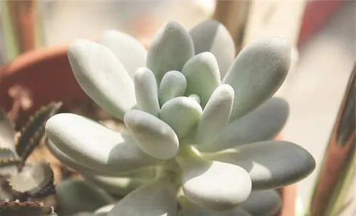 星美人的栽培要点