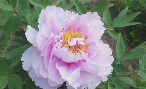 花卉养护中淡肥的概念简介