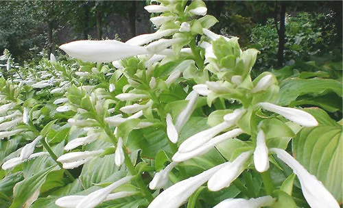 花卉根据生物学特性的分类方法