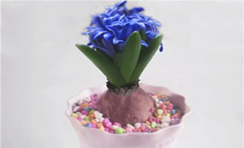 常见的八种材质的花盆及特点