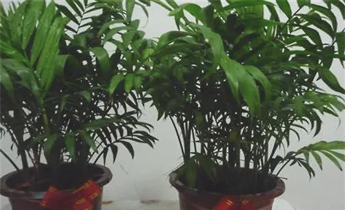 袖珍椰子的品种简介