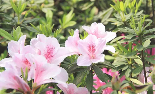 阳台盆栽杜鹃花如何增湿