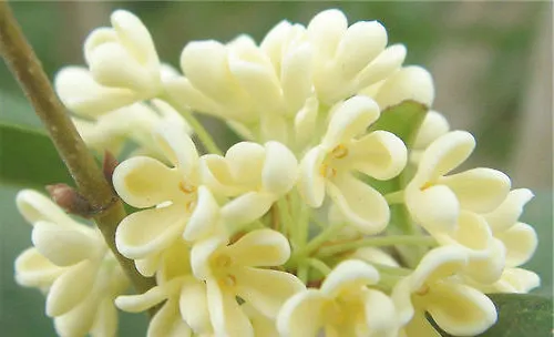 桂花树的习性介绍