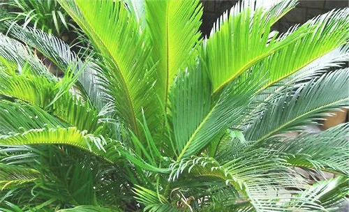 铁树的特点及品种简介