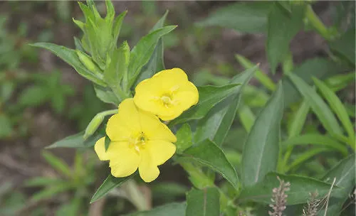 月见草的庭院栽种要点