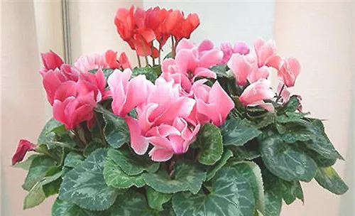 夏季休眠期花卉该如何养护