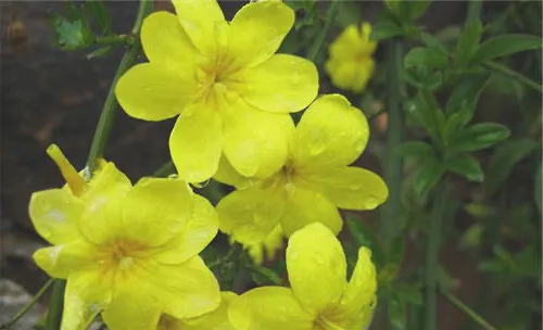 迎春花的栽培要点