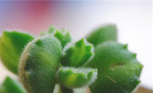 夏季熊童子的栽培要点