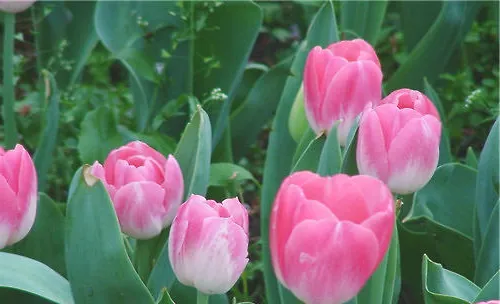 为花卉施肥也需看“花色”进行