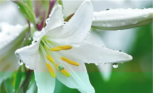 百合花的品种简介