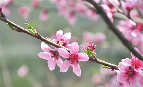 桃花的品种介绍