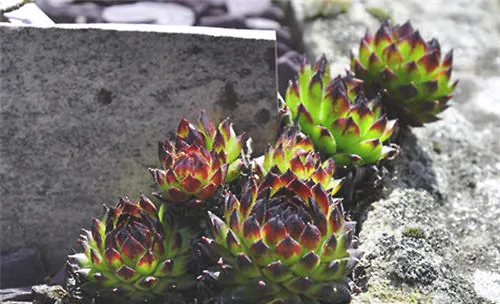 长生草的花盆及配土要求