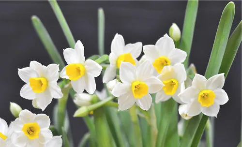 为什么水仙花开花后鳞茎不能栽种