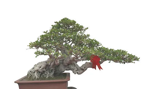 树桩盆景的施肥方法