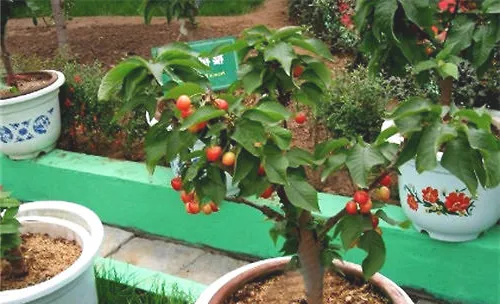 樱桃临近发芽前定植要点