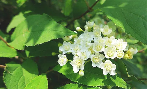 小花溲疏的修剪方法