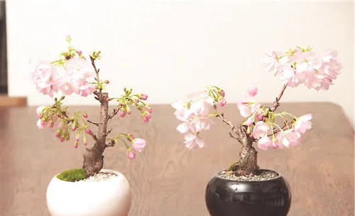 樱花盆栽的养殖方法