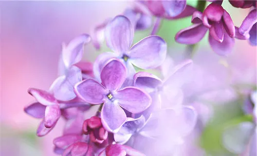 紫色丁香花的传说及花语