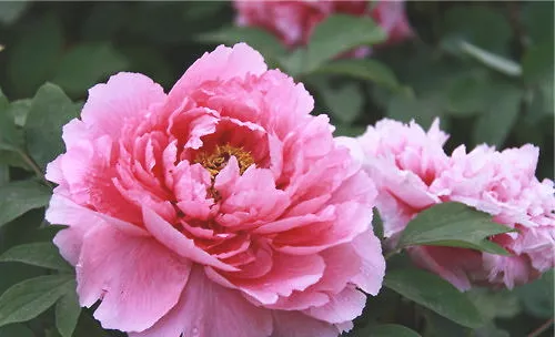 炎热夏季需注意花卉光照及浇水问题