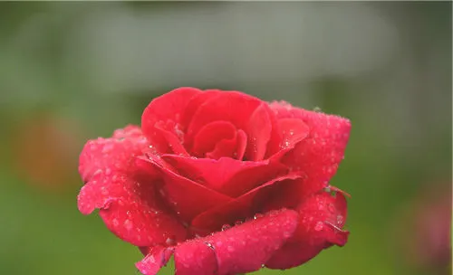 红玫瑰的花语解析