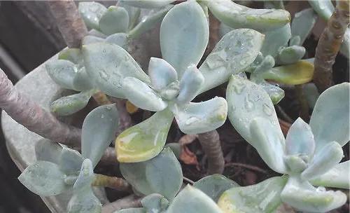 宝石花的盆土栽培方法