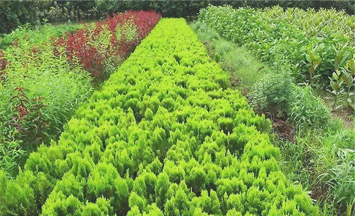 科学使用药物可提高苗木成活率