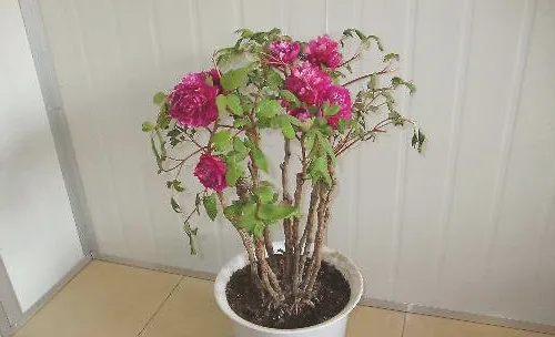 盆栽花卉的花盆挑选要点