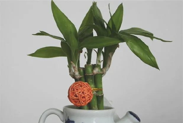 适合栽培在室内的十大水养植物