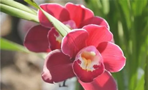 大花蕙兰开花后的养护要点