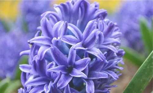紫色风信子的传说及花语介绍