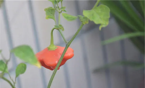 观赏辣椒的栽培方法