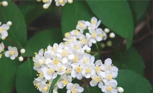 小花溲疏的肥水管理