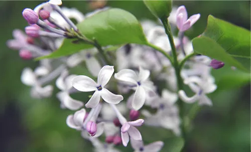 丁香花的栽培要点