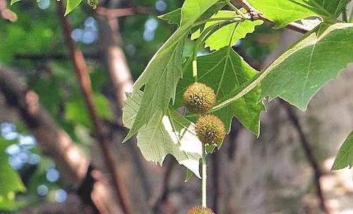 盐碱地种植绿化的施肥方法
