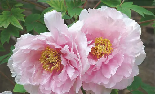 初冬季节盆栽花卉的管理要点