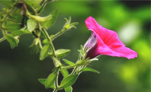 炎热夏季花卉应该如何做好防护