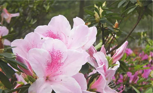 北方杜鹃应该如何度夏
