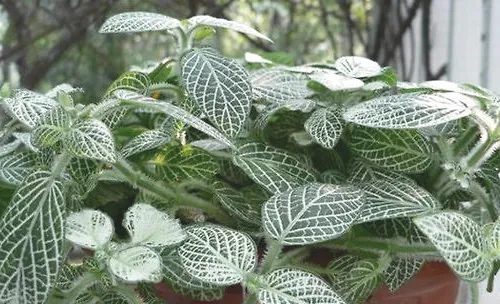 白网纹草的栽培方法