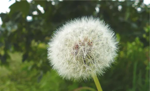 蒲公英的花语涵义