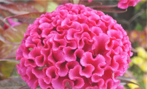 室内种花的“三宜二忌”
