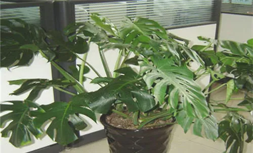 北方地区冬季供暖后花卉应注意保湿