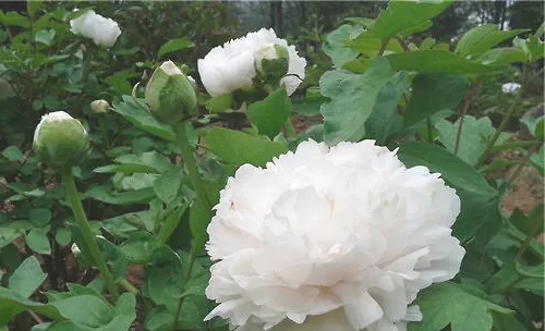 花木换盆的造作方法
